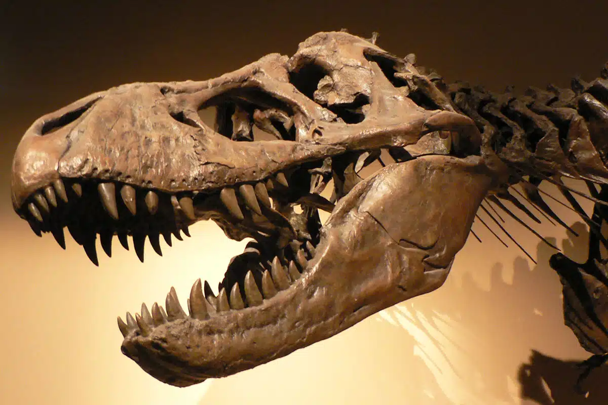 Tyrannosaurus_ex
