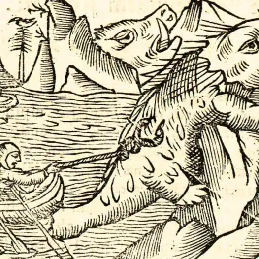 Vikingarnas valrossjakt på Grönland